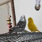 Achtung, Paparazzi!