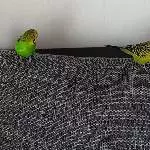 Die Couchbesetzer 