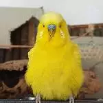 Flauschepommes