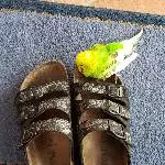 Oh, ein Schuh!