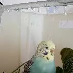 Pitsche patsche Feder