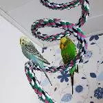 Nach der Vogeldusche 