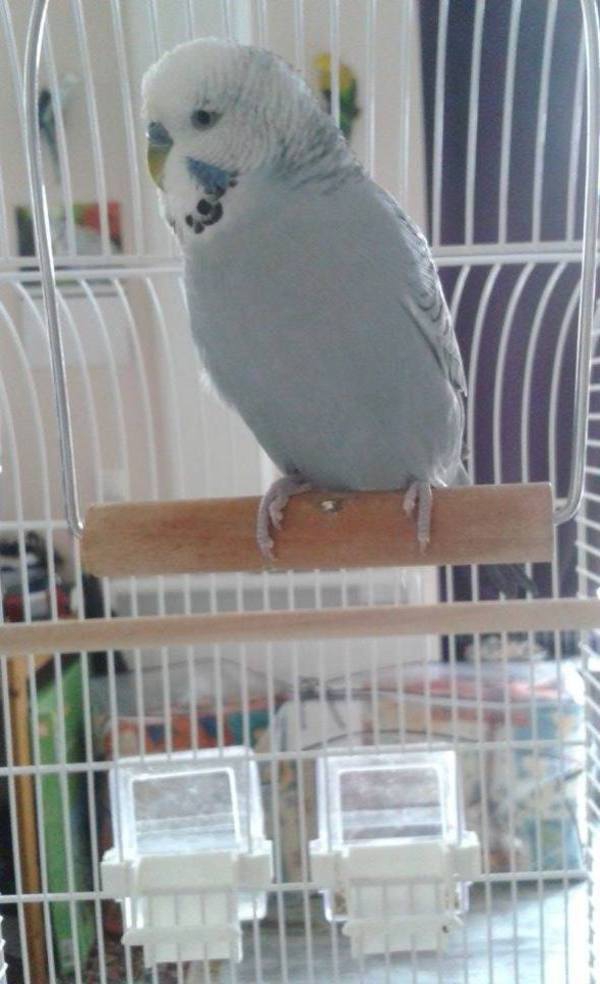 Pino
