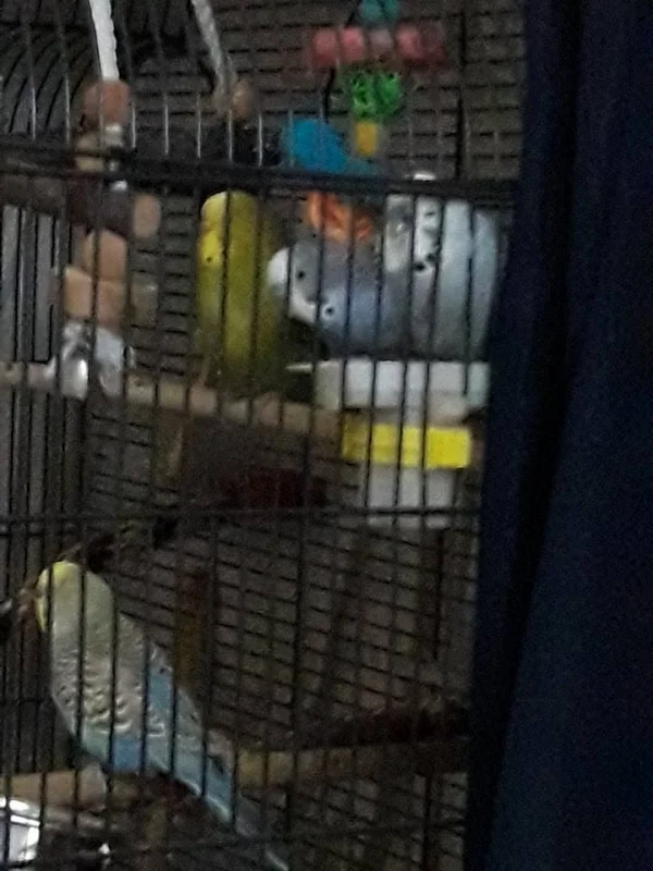 Wellensittich-Bild: Obwohl wenig Platz und Mozy´s ungeschicktes Klettern, gibt es doch Platz für 2 <3