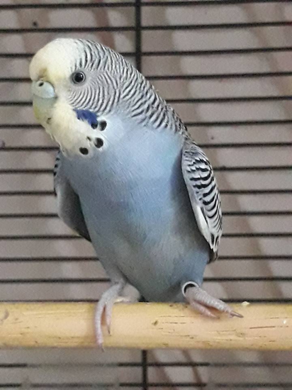 PHPSESSID