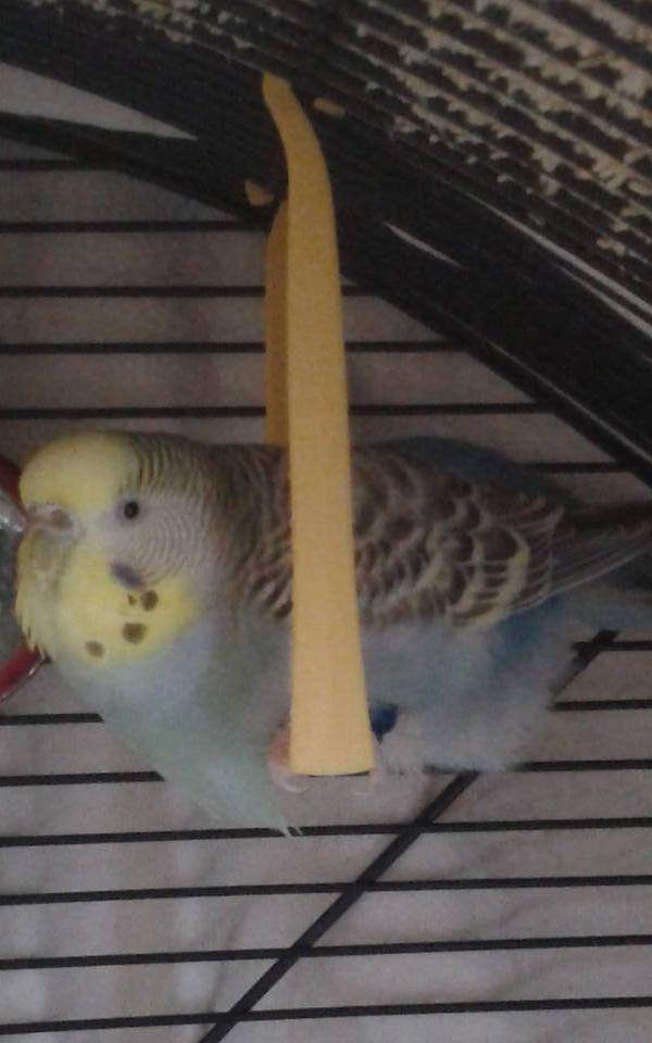 PHPSESSID
