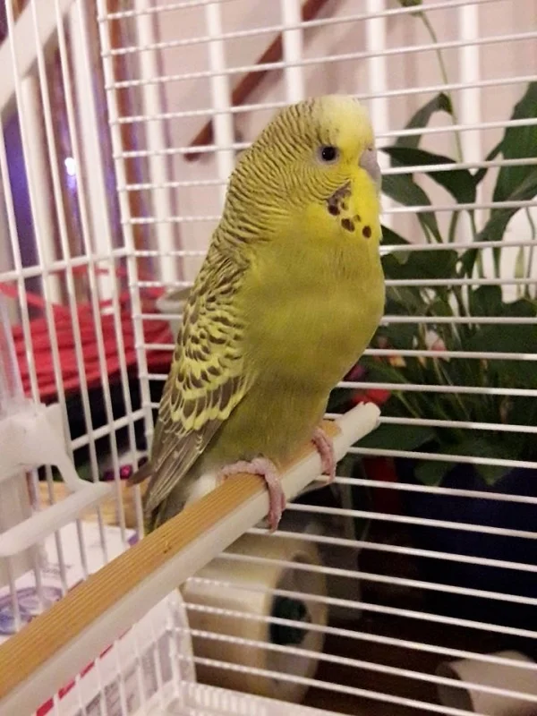 Wellensittich-Bild: Hui, neues zuhause. Neues Personal und sogar neue nachbarn. Wirkt ein wenig einschüchternd. Ob hier alles sicher ist? Ach, logisch doch - sind ja noch mehr Wellis, und die Anderen gelben dingsda\