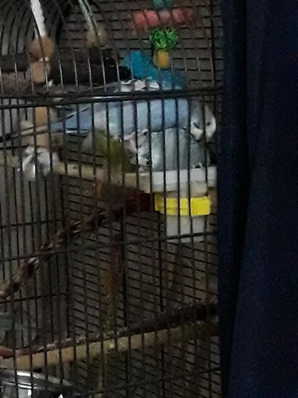 Wellensittich-Bild: Mozy die ihrem geliebten Kumpel warmhalten möchte, obwohl es nicht viel Platz gibt auf der BioBox.

(Pino starb der Nacht plötzlich. Keine anzeichen, nur Mauser).