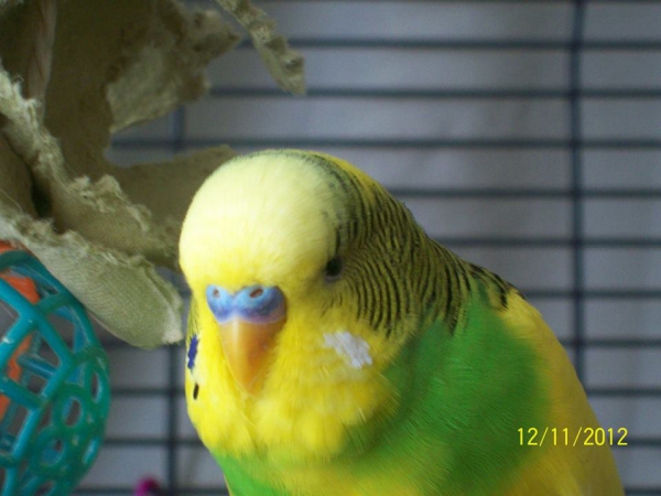 Jecky