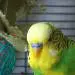 Jecky