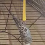 Fledermaus (2)