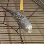 Fledermaus?
