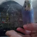 Meine flügelchen sind geflogen!