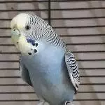 Mozy ist da