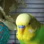 Guck mir in die Augen