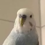Eddie auf Abenteuer