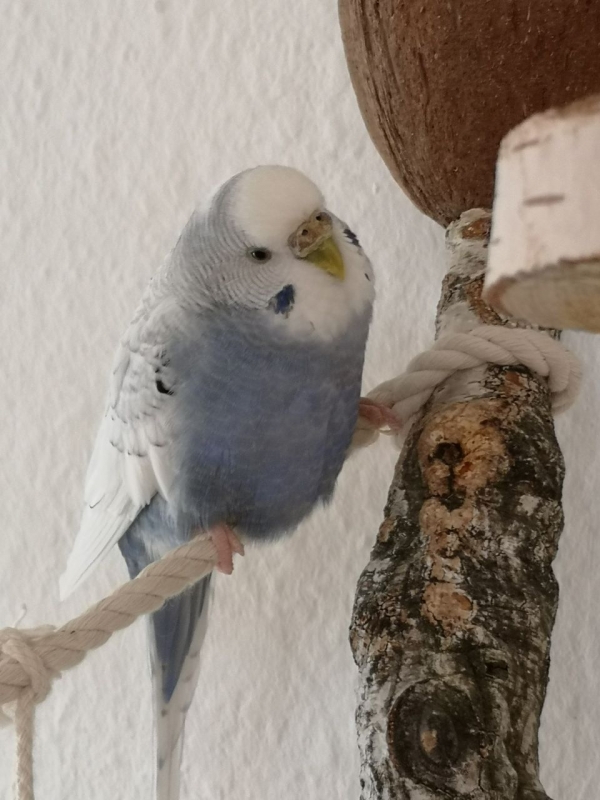 Polly