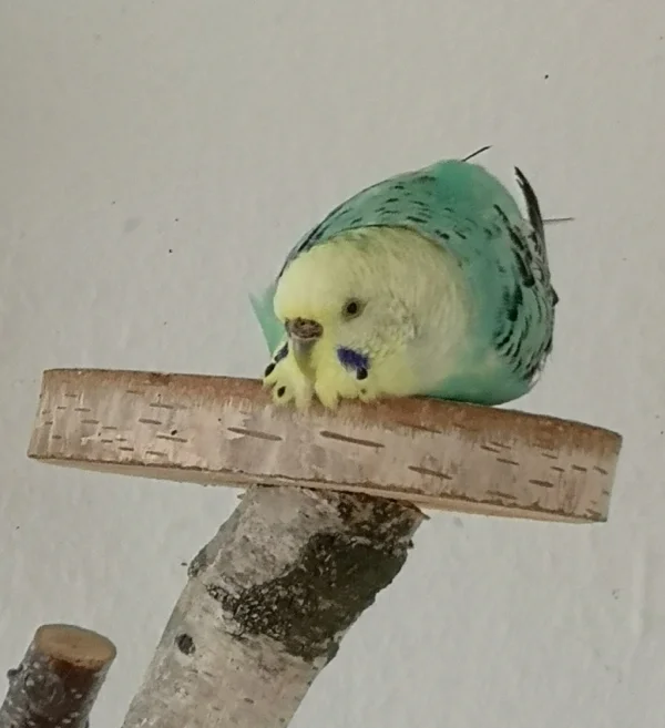 Wellensittich-Bild: Ein Welli Leben ist so anstrengend, da braucht man (Welli) mal eine Pause. :D 
