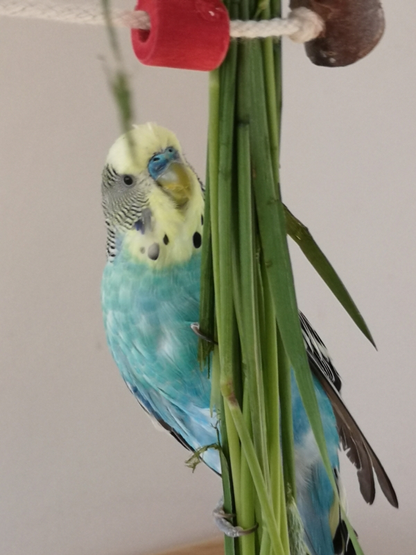 Günther
