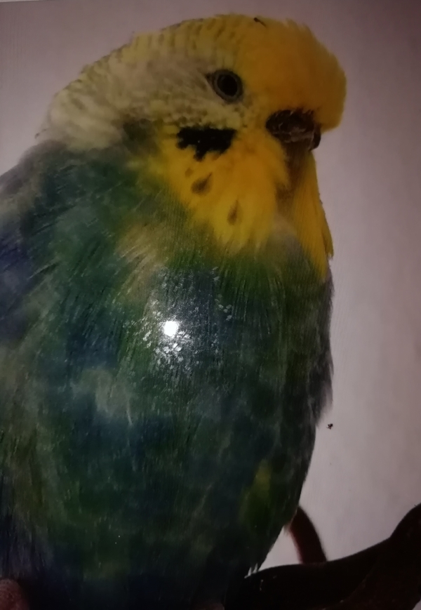 PHPSESSID