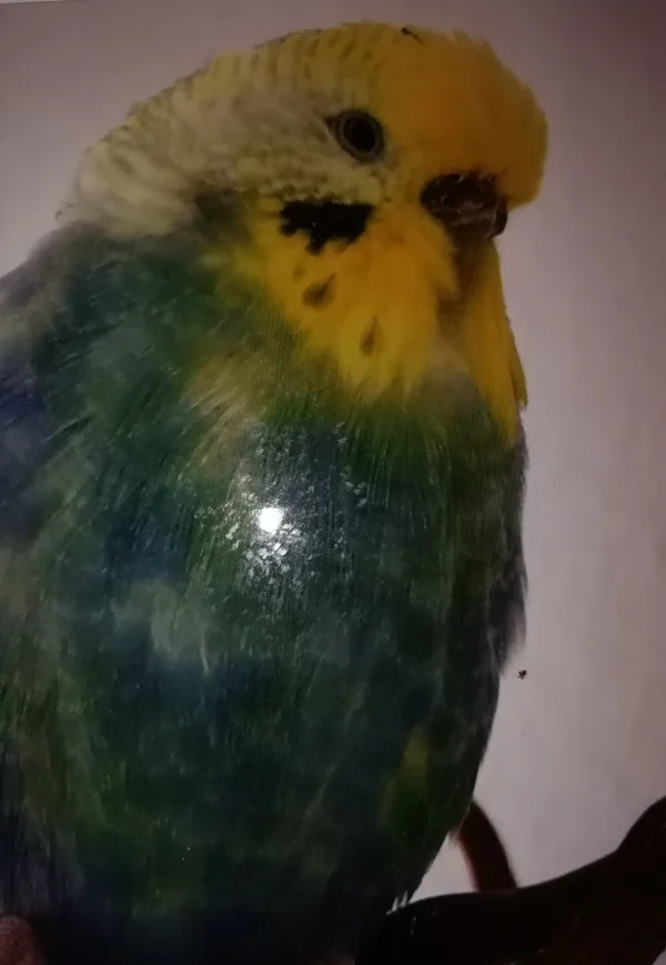 Wellensittich-Bild: Flieg frei und grüß die anderen dort oben. 