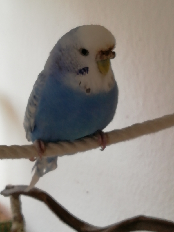 Bella