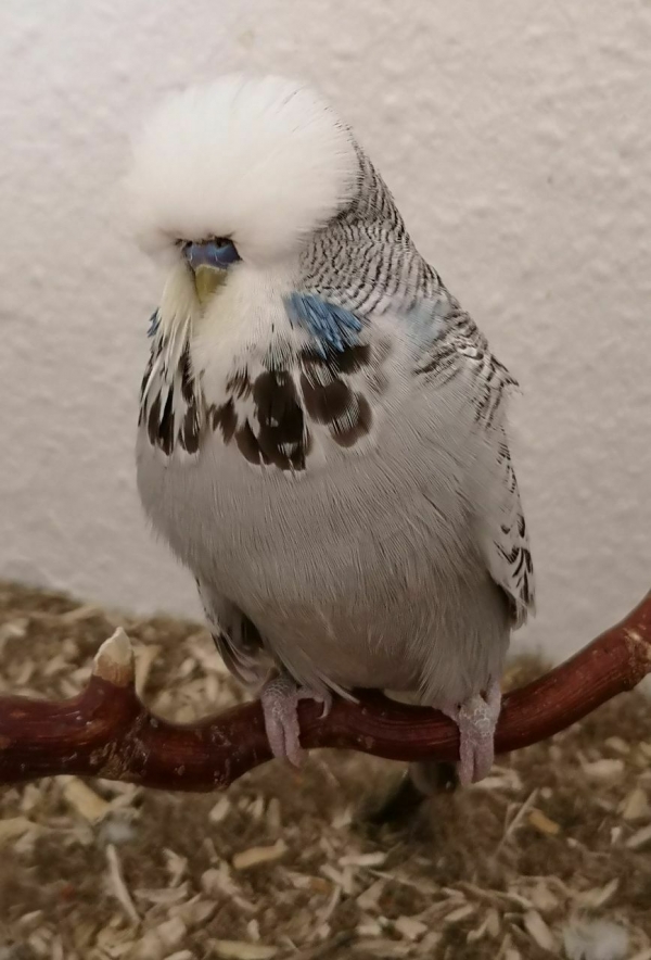 Pauli