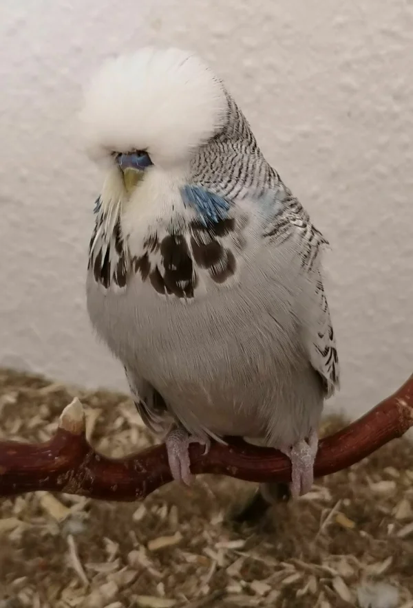Wellensittich-Bild: Pauli unser kleines Sorgenkind, unser riesen Baby, unser Kuschelbär