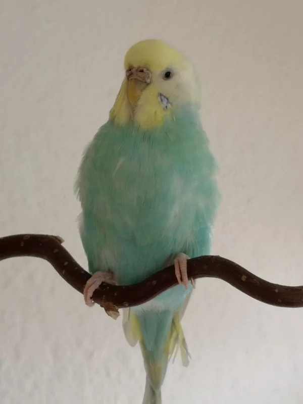 Wellensittich-Bild: Unsere liebe kleine Kiwi, die liebste Henne der Welt. 