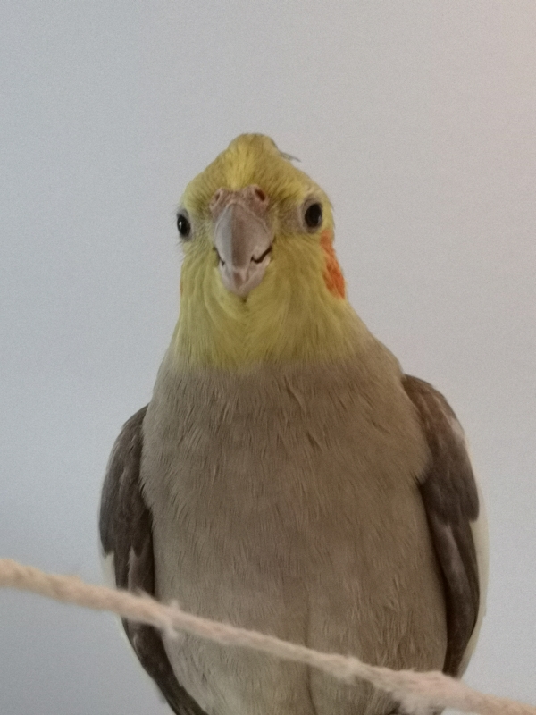 PHPSESSID