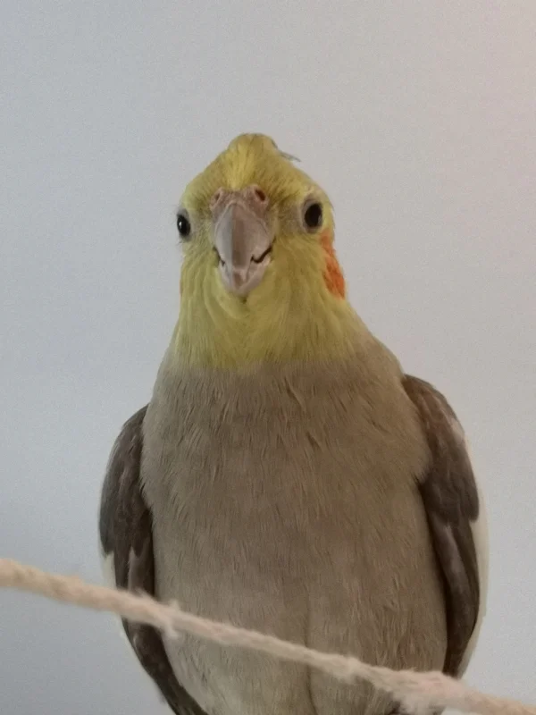 Wellensittich-Bild: Jay Jay die Lebenserfahrung in Person