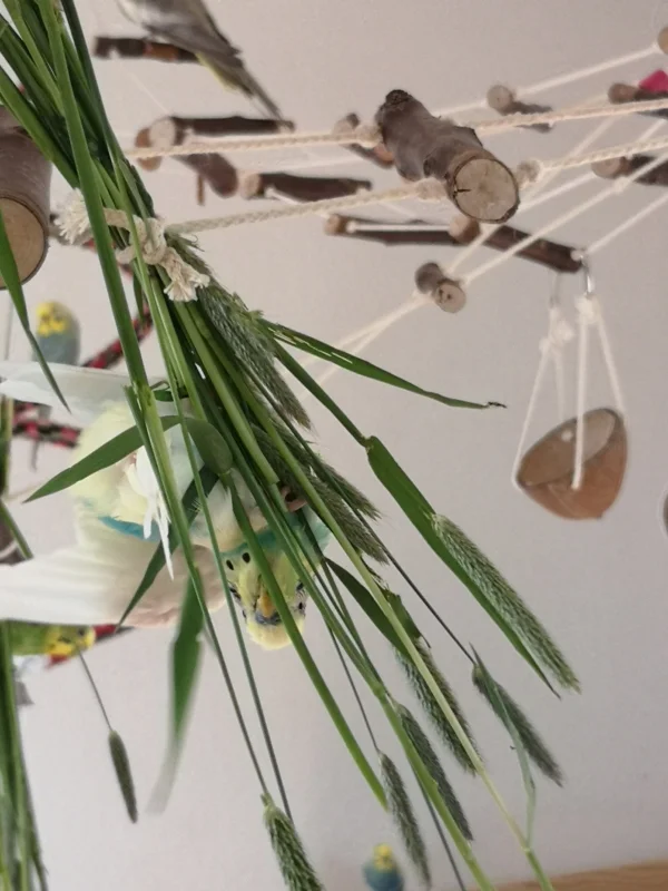 Wellensittich-Bild: Warum einfach wenn es auch kompliziert geht. :D