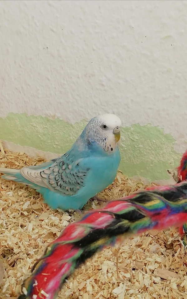 Wellensittich-Bild: Kleine alte freche Zicke