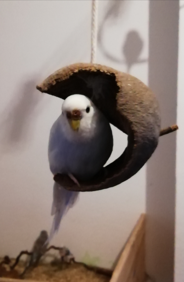 PHPSESSID