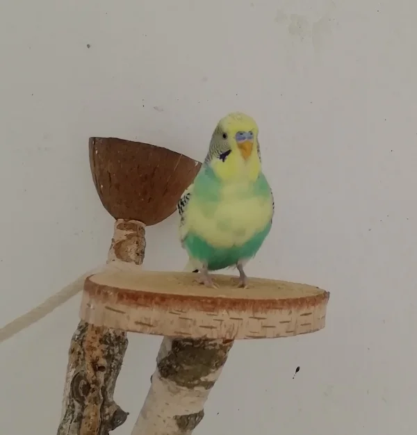 Wellensittich-Bild: Mein kleiner Schönling, jedermanns Liebling 