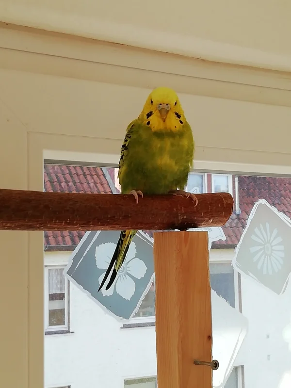 Wellensittich-Bild: Meine kleine dicke Pummelfee