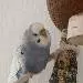 Polly