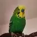 Susi