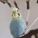 Lotti