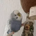 Kleine dicke Polly Maus 