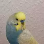 Merlin der Bruchpilot