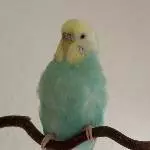 Kiwi Baby