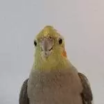 Jay Jay unsere Nymphen Oma