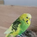 Unser Sorgenkind Coco