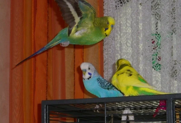 Wellensittich-Bild: Ich musste über das Bild so lachen... und Sweetie hat keine Beule.