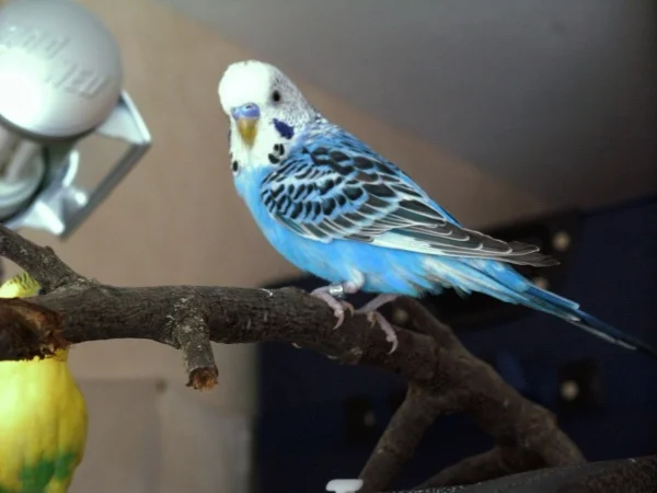 Wellensittich-Bild: Guck mal (ganz genau) wer da guckt?  :-D  