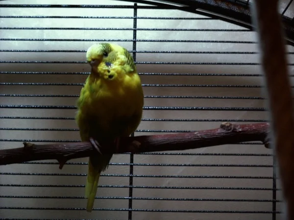 Wellensittich-Bild: Sweetie in der Jugendmauser, gemütlich unter der Vogellampe.