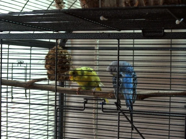 Wellensittich-Bild: Sweetie passt auf und Richie entspannt, typisch. 