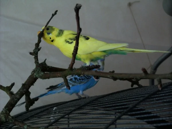 Wellensittich-Bild: Hmmmm ein neuer Ast!