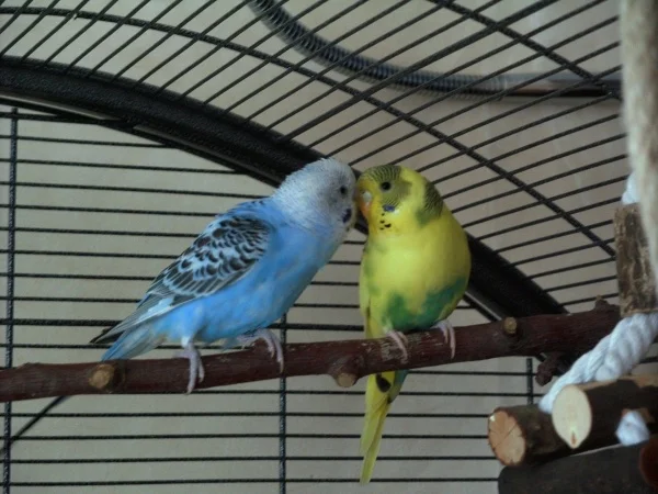 Wellensittich-Bild: Meine zwei sind gut drauf. Sweetie (gelb) ist noch ein wenig scheu or dem Foto. 